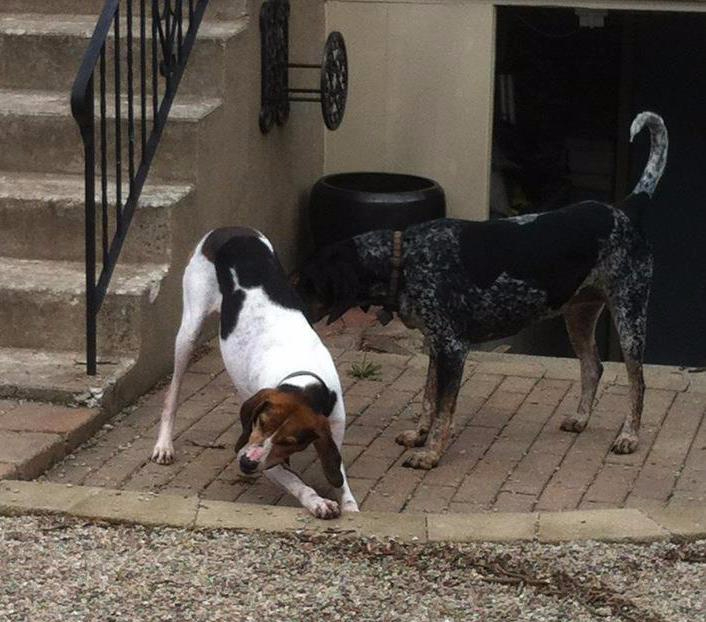 treeing walker coonhound dog adoption playing