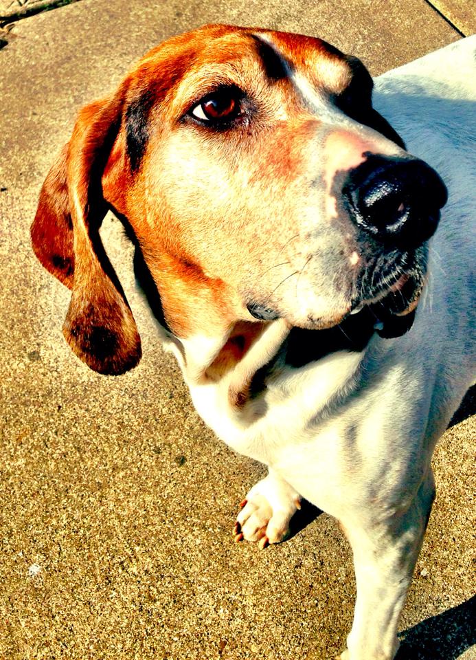 treeing walker coonhound dog profile