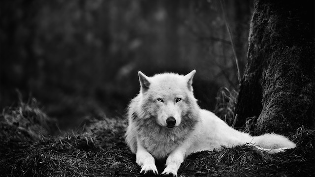 white wolf in need